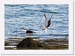 merilokit Great Black-backed Gull 8732 * 1252 x 900 * (819KB)